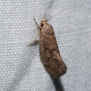 Syncometes vilis at WendyM's farm at Freshwater Ck. - 22 Dec 2022 02:36 AM