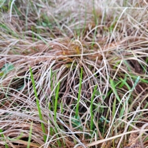 Microtis sp. at Cooleman Ridge - 24 Jun 2024