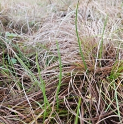 Microtis sp. at Cooleman Ridge - 24 Jun 2024