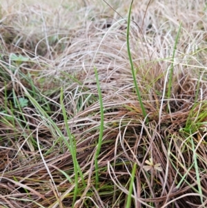 Microtis sp. at Cooleman Ridge - 24 Jun 2024