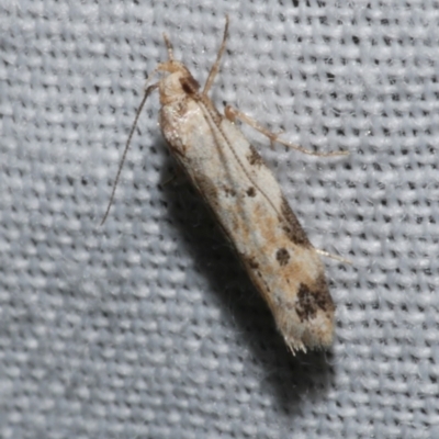 Unidentified Concealer moth (Oecophoridae) at WendyM's farm at Freshwater Ck. - 21 Dec 2022 by WendyEM