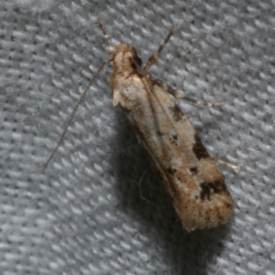 Opsitycha squalidella (Barea Group) at Freshwater Creek, VIC - 21 Dec 2022 by WendyEM