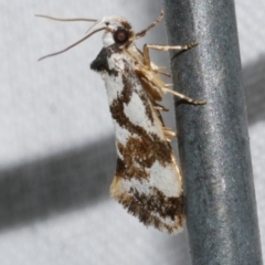 Machetis aphrobola (A Concealer moth (Barea Group)) at WendyM's farm at Freshwater Ck. - 21 Dec 2022 by WendyEM