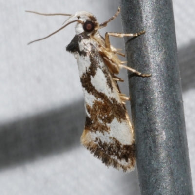 Machetis aphrobola (A Concealer moth (Barea Group)) at WendyM's farm at Freshwater Ck. - 21 Dec 2022 by WendyEM