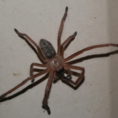 Delena cancerides (Social huntsman spider) at Freshwater Creek, VIC - 17 Dec 2022 by WendyEM