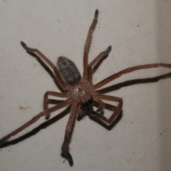 Delena cancerides (Social huntsman spider) at WendyM's farm at Freshwater Ck. - 18 Dec 2022 by WendyEM