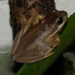 Litoria ewingii (Ewing's Tree Frog) at Freshwater Creek, VIC - 17 Dec 2022 by WendyEM