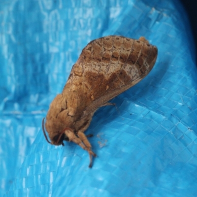 Oxycanus (genus) (Unidentified Oxycanus moths) at Currowan, NSW - 3 May 2024 by UserCqoIFqhZ