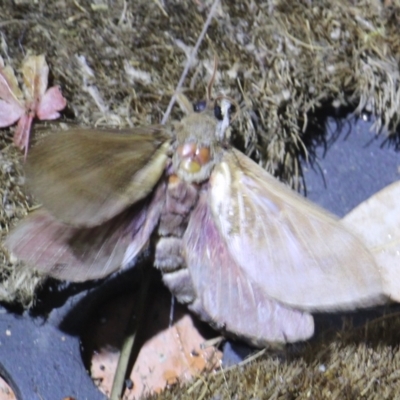 Abantiades hyalinatus (Mustard Ghost Moth) at Currowan, NSW - 4 May 2024 by UserCqoIFqhZ