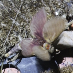 Abantiades hyalinatus at Currowan, NSW - 4 May 2024 09:12 PM