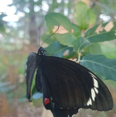 Papilio aegeus (Orchard Swallowtail, Large Citrus Butterfly) at QPRC LGA - 22 Feb 2024 by AlexJ