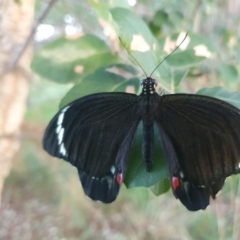 Papilio aegeus at QPRC LGA - 23 Feb 2024