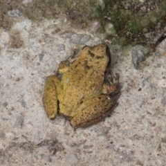 Unidentified Frog at Currowan, NSW - 4 May 2024 by UserCqoIFqhZ