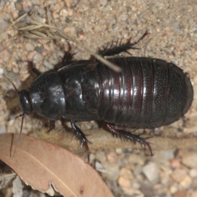 Panesthia australis (Common wood cockroach) at Currowan, NSW - 6 Feb 2024 by UserCqoIFqhZ