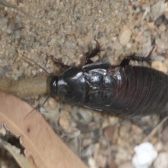 Panesthia australis at Currowan, NSW - 6 Feb 2024 10:25 AM