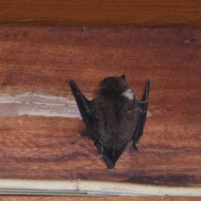 Unidentified Microbat at Currowan, NSW - 8 Apr 2024 by UserCqoIFqhZ