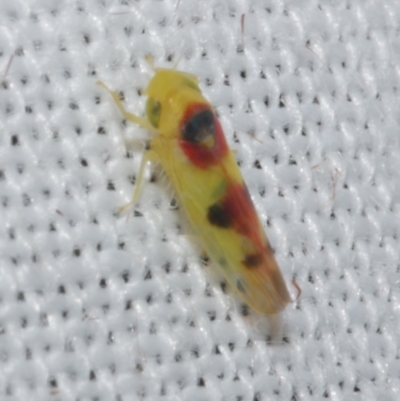 Kahaono wallacei (Leafhopper) at WendyM's farm at Freshwater Ck. - 21 Dec 2022 by WendyEM