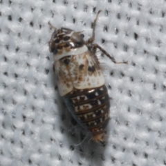 Unidentified Leafhopper or planthopper (Hemiptera, several families) at WendyM's farm at Freshwater Ck. - 21 Dec 2022 by WendyEM