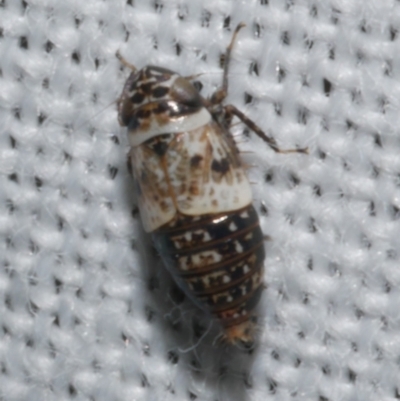 Unidentified Leafhopper or planthopper (Hemiptera, several families) at Freshwater Creek, VIC - 21 Dec 2022 by WendyEM