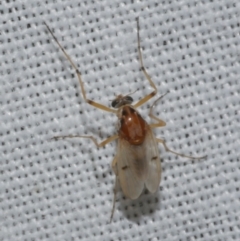 Procladius (genus) (A non-biting midge) at WendyM's farm at Freshwater Ck. - 22 Dec 2022 by WendyEM