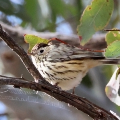 Pyrrholaemus sagittatus (Speckled Warbler) at Red Hill Nature Reserve - 24 Jun 2024 by LisaH