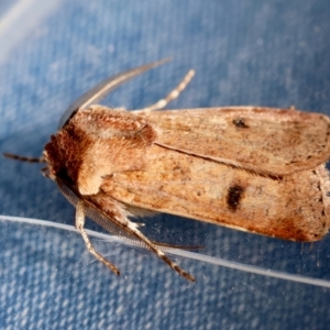 Agrotis porphyricollis at Red Hill to Yarralumla Creek - 24 Jun 2024