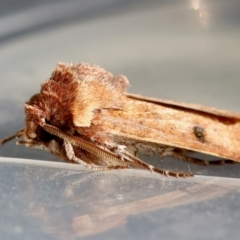 Agrotis porphyricollis at Red Hill to Yarralumla Creek - 24 Jun 2024