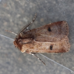 Agrotis porphyricollis at Red Hill to Yarralumla Creek - 24 Jun 2024