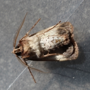 Agrotis porphyricollis at Red Hill to Yarralumla Creek - 24 Jun 2024