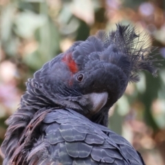 Callocephalon fimbriatum (identifiable birds) at Deakin, ACT - suppressed