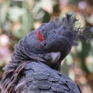 Callocephalon fimbriatum (identifiable birds) at Deakin, ACT - suppressed