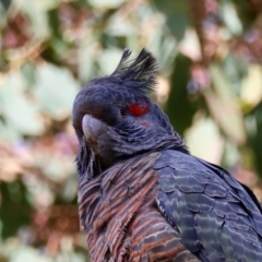 Callocephalon fimbriatum (identifiable birds) at Deakin, ACT - suppressed