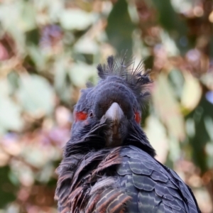 Callocephalon fimbriatum (identifiable birds) at Deakin, ACT - suppressed