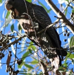 Callocephalon fimbriatum (Gang-gang Cockatoo) at Middle Arm, NSW - 16 Jun 2024 by MTOTTENH