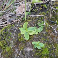 Pterostylis nutans (Nodding Greenhood) at Murramarang National Park - 24 Jun 2024 by LPadg