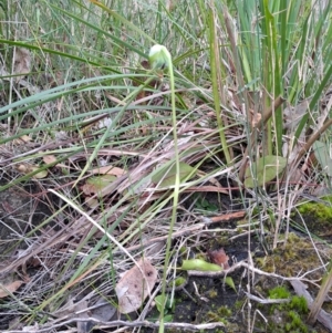 Pterostylis nutans at Murramarang National Park - suppressed