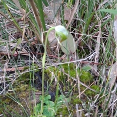 Pterostylis nutans at Murramarang National Park - suppressed