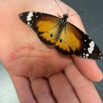 Danaus petilia (Lesser wanderer) at Charleville, QLD - 24 Jun 2024 by jameswilson