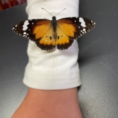 Danaus petilia at Charleville, QLD - 25 Jun 2024 09:09 AM