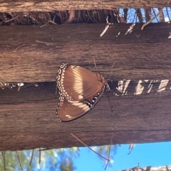 Hypolimnas bolina (Varied Eggfly) at Charleville, QLD - 24 Jun 2024 by jameswilson