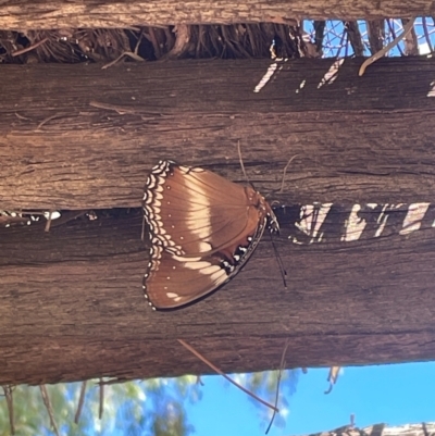 Unidentified Butterfly (Lepidoptera, Rhopalocera) at Charleville, QLD - 24 Jun 2024 by jameswilson