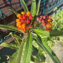 Asclepias curassavica (Tropical Milkweed, Red-head Cotton-bush) at Mayfield, NSW - 25 Jun 2024 by STJ