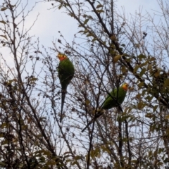 Polytelis swainsonii (Superb Parrot) at Franklin, ACT - 21 Jun 2024 by chriselidie