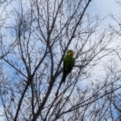 Polytelis swainsonii (Superb Parrot) at Franklin, ACT - 25 Jun 2024 by chriselidie