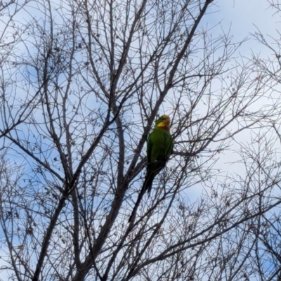 Polytelis swainsonii (Superb Parrot) at Franklin, ACT - 24 Jun 2024 by chriselidie