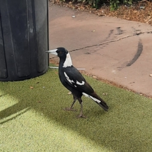 Gymnorhina tibicen at Dalby, QLD - 25 Jun 2024