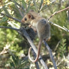 Cercartetus concinnus (Western pygmy-possum) at Waitpinga, SA - 2 Mar 2008 by michaelb