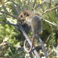 Cercartetus concinnus (Western pygmy-possum) at Waitpinga, SA - 2 Mar 2008 by MichaelBedingfield