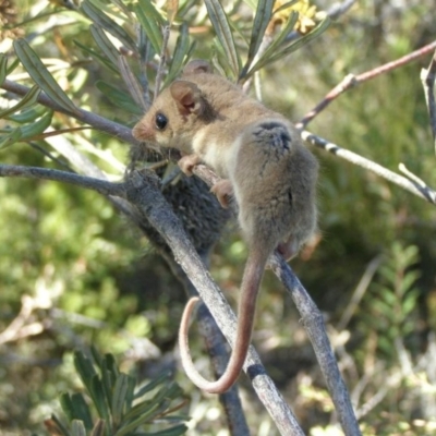 Cercartetus concinnus (Western pygmy-possum) at Waitpinga, SA - 2 Mar 2008 by MichaelBedingfield