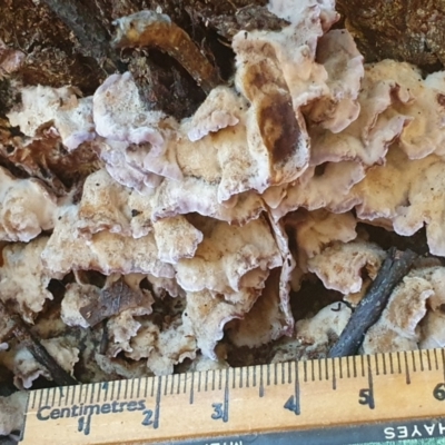 Unidentified Fungus at Weston, ACT - 23 Jun 2024 by jmcleod